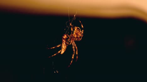 Macro-shot-of-spider-that-wraps-up-another-insect-caught-in-her-web-at-night-in-front-of-a-window-in-warm-light-and-a-blurry-background