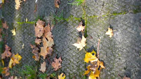 Vertical-shot-of-fallen-leaves-in-fall-autumn-season-at-park-path,-tilt-up