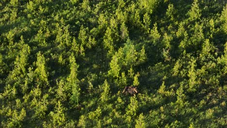Moose-calf-following-mother-playfully-through-marsh-Slow-motion-Aerial-Shot