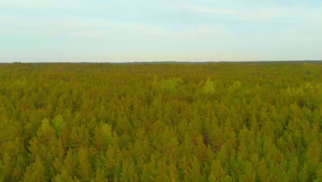 Establishing-aerial-view-of-coniferous-forest-tree-tops,-pedestal-down