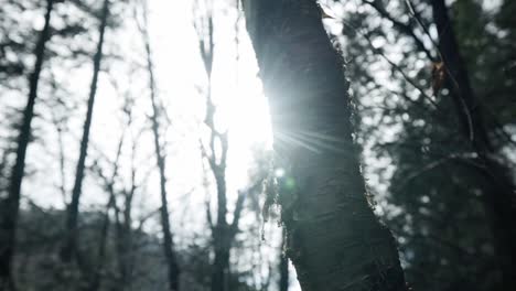 Defocused-Sunlight-Behind-Tree-Trunk-In-Forest-Of-Saint-Come,-Quebec,-Canada