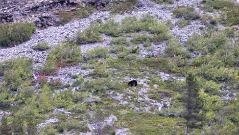 Ausgewachsene-Schwarzbären-Füttern-Am-Ende-Der-Saison-Im-Glacier-National-Park,-Ende-September