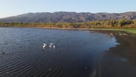 Overhead-view-of-lake-vail-with-white-pelicans-flying-away