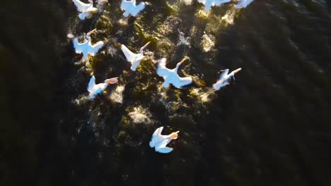 Pelícanos-Blancos-Tomando-Vuelo-En-Cámara-Lenta,-Vail-Lake-Temecula