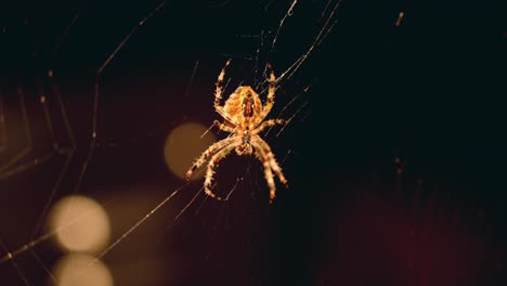 Close-up-focus-racking-shot-of-a-Spider-in-her-net-waiting-for-prey-in-the-dark-in-front-of-a-window-in-warm-light-and-a-blurry-background-with-bokeh
