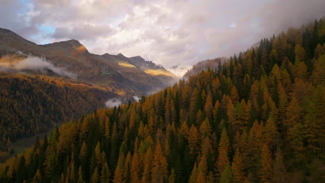 Stunning-golden-Casere-autumn-mountain-woodland-valley-slope,-South-Tyrol-aerial-view