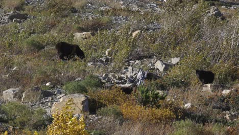 Osos-Negros-En-El-Parque-Nacional-De-Los-Glaciares-Alimentándose-Al-Final-De-La-Temporada,-Una-Mamá-Y-Su-Cachorro