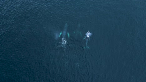 three-humpback-whales-migrating-through-Carlsbad