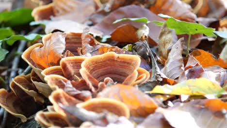 Brown-Polypores,-Tree-Mushrooms,-Grow-on-a-Tree-Trunk-in-the-Forest-Between-Autumn-Leaves-and-Ivy