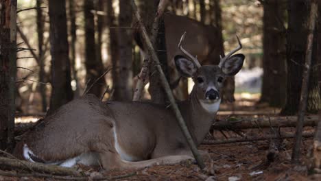 deer-buck-laying-in-forest-while-other-deer-walks-in-background-slomo-slider-effect
