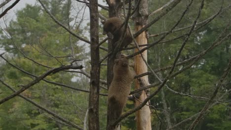 cinnamon-bear-cubs-in-tree-slomo-raining