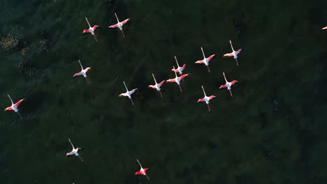 A-group-of-pink-flamingos-is-starting-to-fly-on-shallow-lagoon-water-surface-with-wings-and-legs-moving
