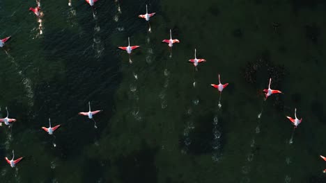 A-flock-of-pink-flamingos-is-starting-to-fly-on-shallow-lagoon-water-surface-with-wings-and-legs-moving