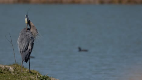 Great-Blue-Heron-Pflege-Selbst-Neben-Einem-Teich