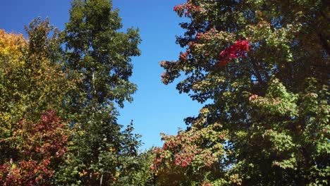 A-still-shot-of-early-autumn-leaves-against-a-clear-blue-sky-as-the-wind-gently-blows