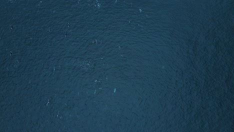 overhead-view-of-huge-dolphin-pod