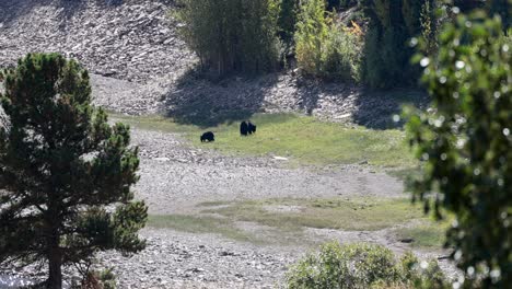 Oso-Grizzly-Adulto-Y-Su-Cachorro-Alimentándose-Justo-Antes-De-La-Hibernación-En-El-Parque-Nacional-De-Los-Glaciares,-Montana