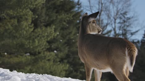 Whitetail-Deer-Winterszene-Schönes-Licht-Gegen-Wald