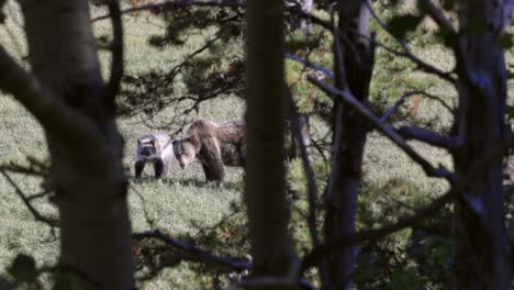 Gran-Oso-Grizzly-Hembra-Y-Su-Cachorro-Alimentándose-Antes-Del-Invierno-Visto-En-El-Parque-Nacional-De-Los-Glaciares,-Montana