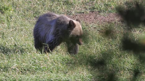Grizzly-cub-walking-in-the-meadow-feeding-on-grass-late-Autumn-in-Glacier-National-Park,-Montana