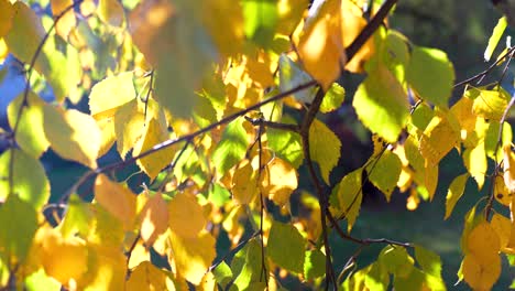 Golden-sun-rays-through-yellow-aspen-leaves-in-branches,-colorful-autumn-background