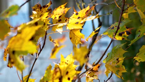 Close-up-Shot-Of-Yellow-Dried-Autumn-Leaves-Waving-In-Wind,-Letonia