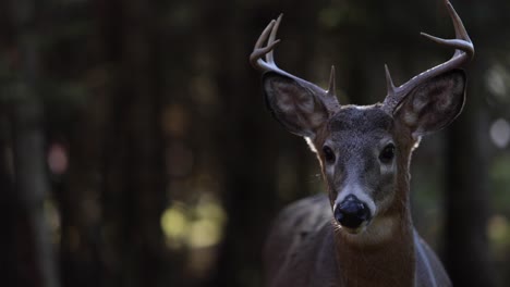 deer-buck-in-the-dark-forest-with-backlit-antlers-slider-paralax-move-smooth