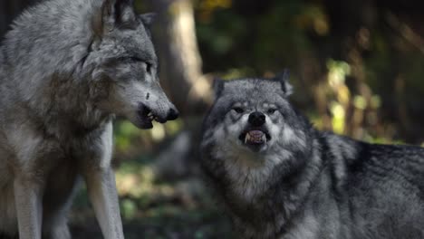 timber-wolves-snapping-aggressively-at-each-other-showing-fangs-slomo-epic