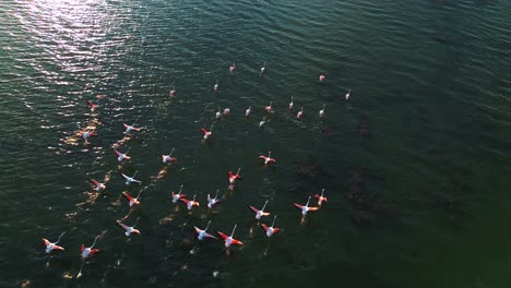 A-group-of-pink-flamingos-is-starting-to-fly-on-shallow-lagoon-water-surface-with-wings-and-legs-moving