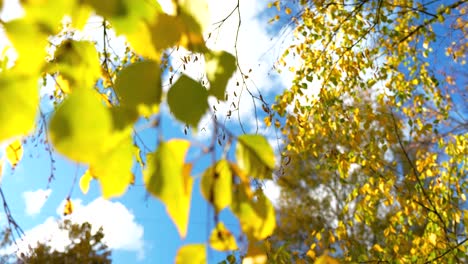 Bottom-up-view-of-yellow-autumn-fall-leaves-against-cloudy-blue-sky,-static