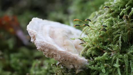 White-Polypore,-Tree-Mushroom,-Grows-on-a-Moss-Covered-Tree-Trunk-in-the-Forest-During-Autumn