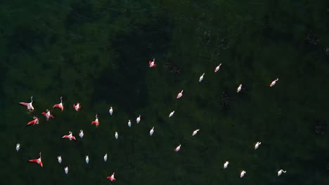 A-group-of-aesthetic-pink-flamingos-is-starting-to-fly-on-shallow-lagoon-water-surface-with-wings-and-legs-moving