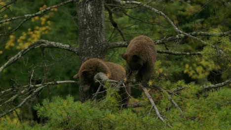 cinnamon-bear-cubs-playfully-walking-on-branch-high-up-in-tree-slomo