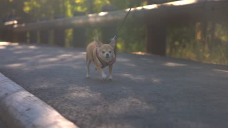 Running-chihuahua-on-a-leash-on-a-sunny-afternoon