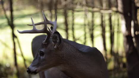 deer-buck-licks-its-nose-and-flicks-its-tail-slomo-closeup
