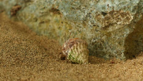 Hermit-crab-crawling-on-rocky-beach-close-up