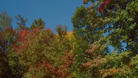 A-long-panning-shot-of-dense-colorful-leaves-from,-a-low-angle,-in-early-autumn-of-New-England-against-a-blue-sky