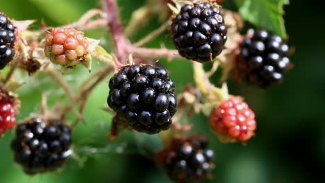 Closeup-of-Blackberries-on-Bramble-plant