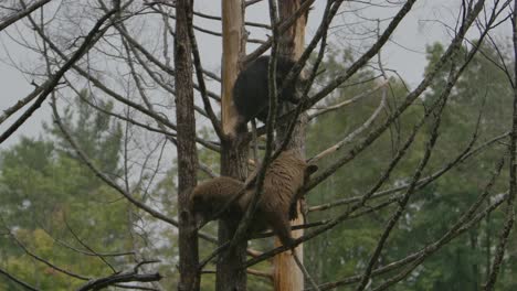 cinnamon-bear-cubs-in-tree-in-heavy-rain-slomo