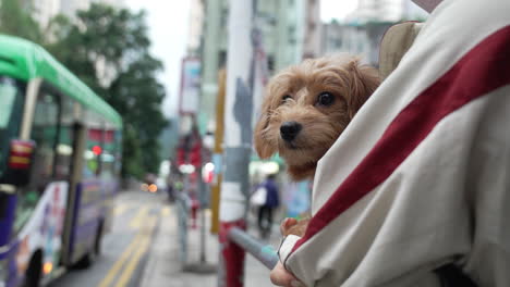 Woman-holding-a-brown-little-dog-standing-on-the-side-of-the-road-waiting-bus