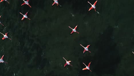 A-flock-of-pink-flamingos-is-starting-to-fly-on-shallow-lagoon-water-surface-with-wings-and-legs-moving