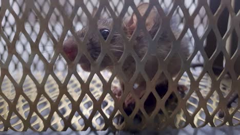 Ratte,-Die-Tagsüber-Aus-Einem-Anderen-Blickwinkel-In-Einer-Rattenkäfigfalle-Gefangen-Wurde