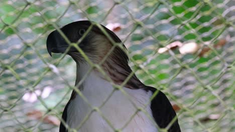 An-individual-in-an-enclosure-in-Mindanao,-Philippine-Eagle-Pithecophaga-jefferyi,-Philippines