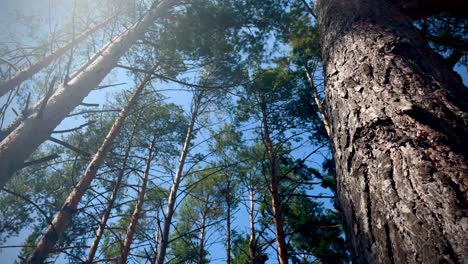 4k-Low-Angle-Shot-Von-Schönen-Hohen-Bäumen-In-Einem-Wald