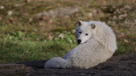arctic-wolf-laying-down-on-rock-looks-at-you-and-away-again-slomo