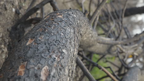 Vertical-Shot-Of-Burned-Tree-After-Forest-Wildfire-In-El-Pont-de-Vilomara,-Spain