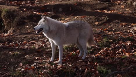 arctic-wolf-looks-away-from-you-on-fall-dirt-bank-full-of-leaves