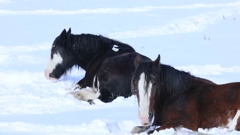 Black-Billed-Magpie-Bird-Walking-on-Draft-Horses-in-Montana-on-a-Snowy-Day-4K-Slow-Motion
