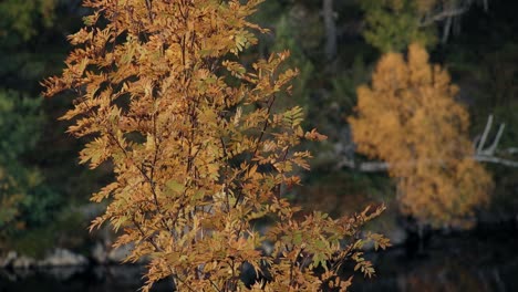Dos-árboles-De-Serbal-Anaranjados-Balanceándose-Tranquilamente-En-El-Viento-En-Otoño-En-Hitra,-Noruega