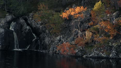 Bright-orange-aspen-tree-in-sunlight-by-a-small-waterfall-and-lake-in-Norway